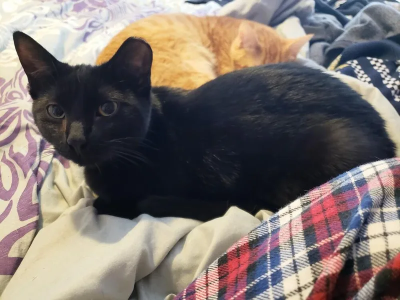 Hasperat thumbnail 2