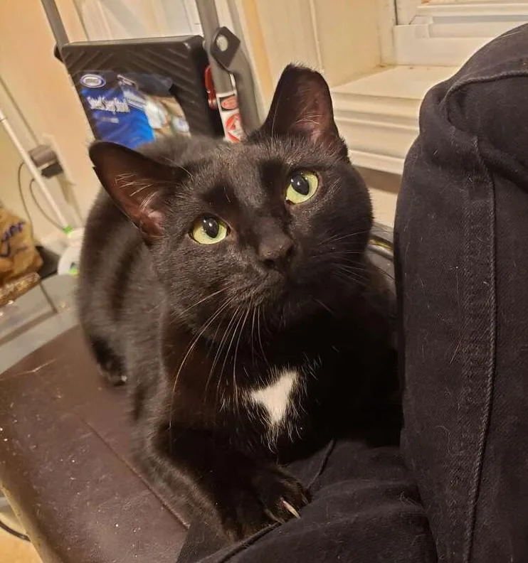 Hasperat thumbnail 3