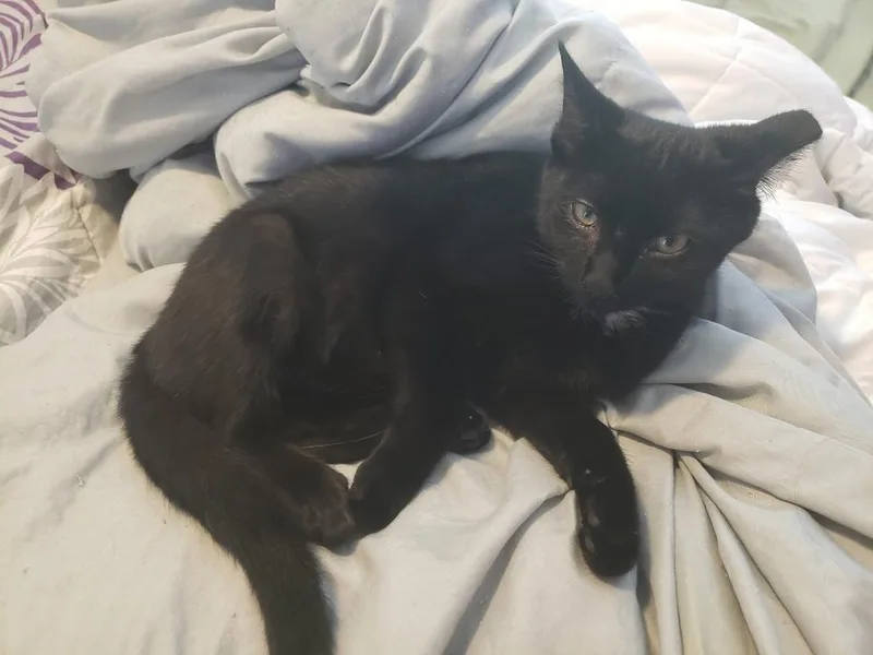 Hasperat thumbnail 4