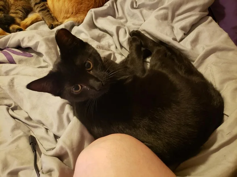 Hasperat thumbnail 5