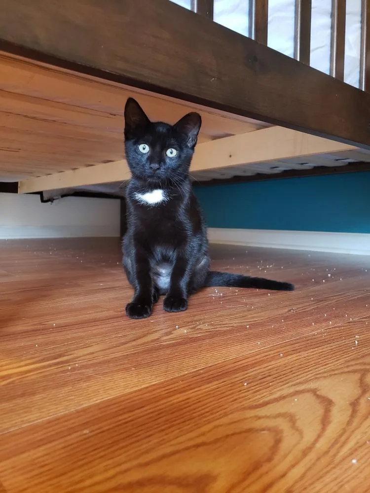 Hasperat thumbnail 6