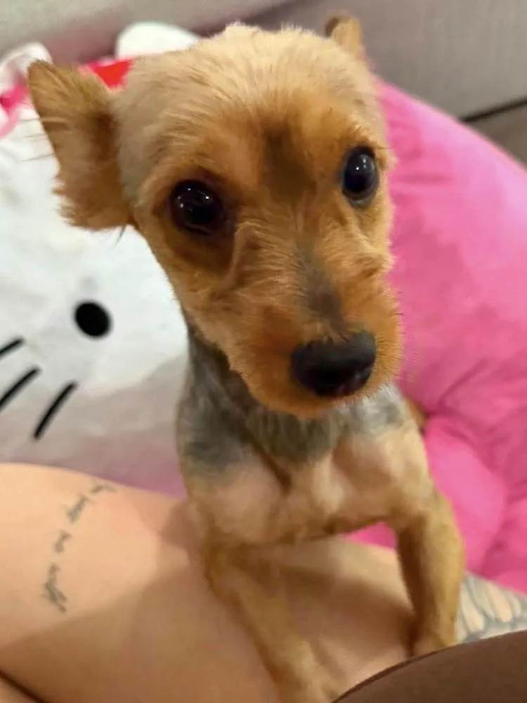 A young small-sized male Yorkshire Terrier dog named Jake for adoption in WARNER ROBINS, GA
