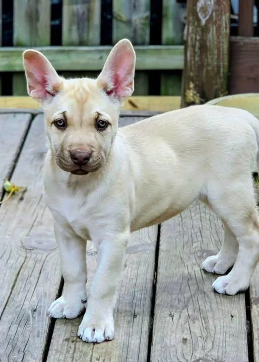 A baby large-sized female Apricot / Beige German Shepherd Dog named Linh for adoption in North Olmsted, OH