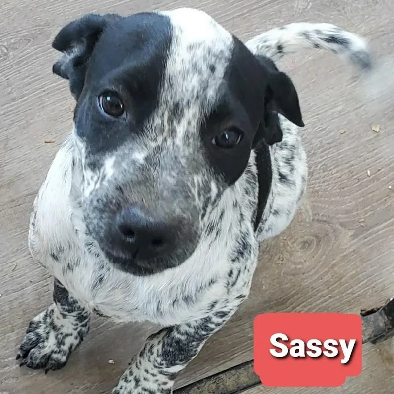 A baby medium-sized female Pointer dog named Sassy for adoption in Albany, NY