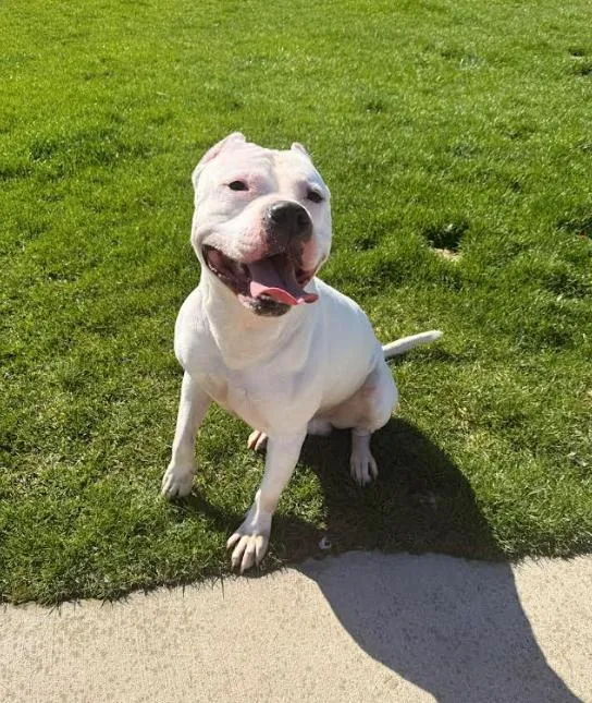 An adult large-sized male White / Cream American Bully dog named Blanco for adoption in Cicero, IL