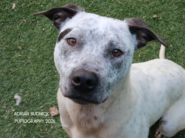 An adult medium-sized male Black Mixed Breed dog named Blooper for adoption in Nashville, TN