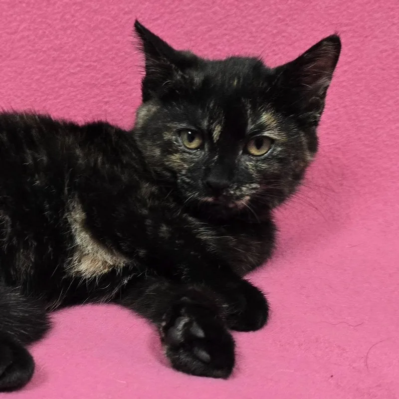 A baby medium-sized female Tortoiseshell cat named Jane for adoption in Frankfort, IN