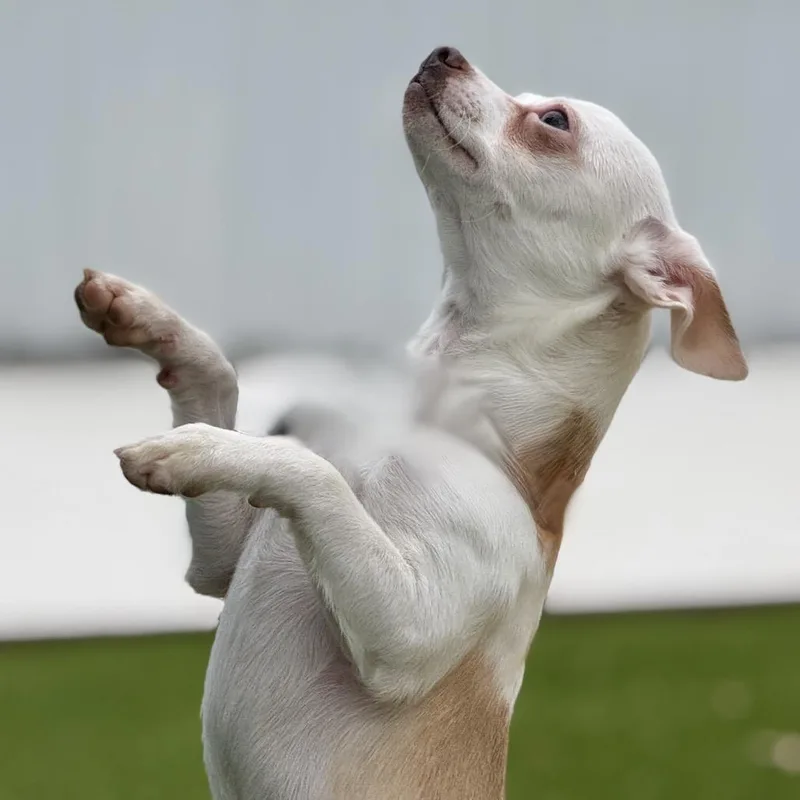 An adult small-sized male White / Cream Chihuahua dog named Hokey Pokey  Spotted for adoption in Hondo, TX