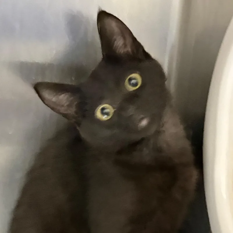A baby small-sized female Black Domestic Short Hair cat named Iepastray__ for adoption in Upland, CA