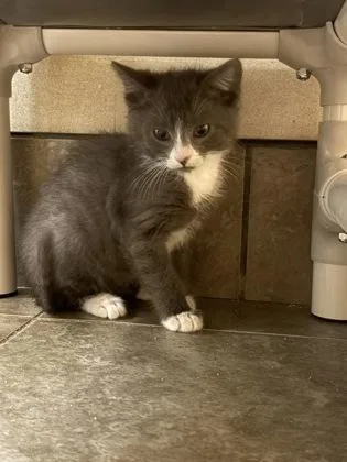 A baby medium-sized male Gray & White Domestic Short Hair cat named Sonic for adoption in Dubuque, IA