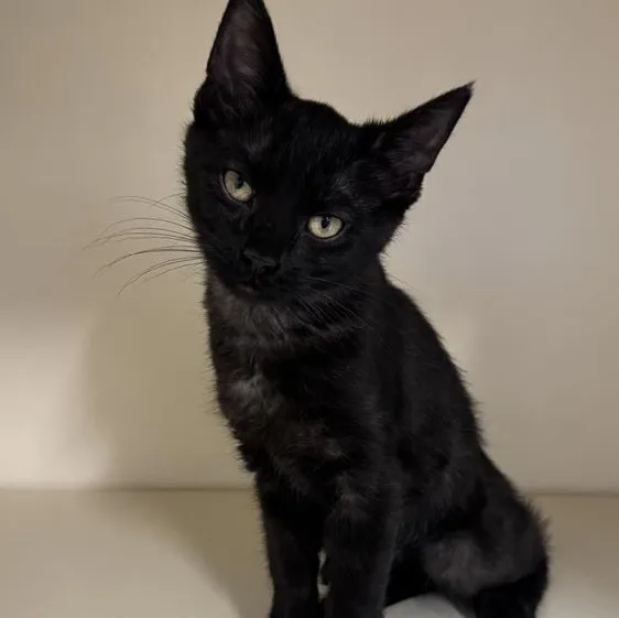 A young medium-sized female Black Domestic Short Hair cat named Bunny for adoption in Manistee, MI