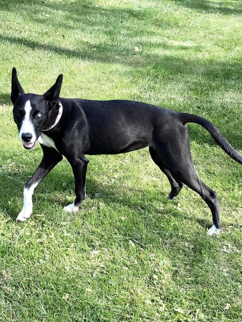 A baby medium-sized female Black Australian Shepherd dog named Donika for adoption in West Chicago, IL