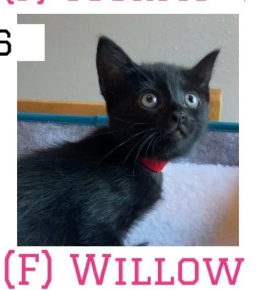A baby medium-sized female Black Domestic Short Hair cat named Willow for adoption in Vacaville, CA