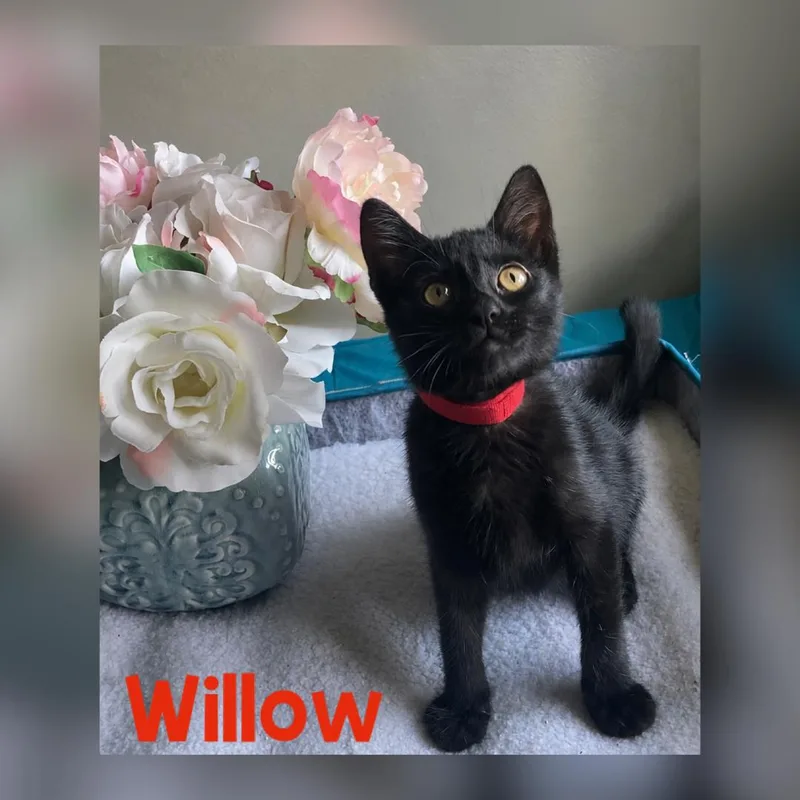 Willow thumbnail 2