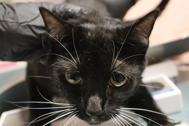 A young medium-sized female Domestic Short Hair cat named Sasha for adoption in Columbia, SC