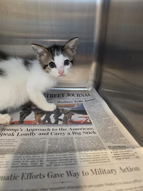 A baby medium-sized female Domestic Short Hair cat named Quinn for adoption in Houston, TX
