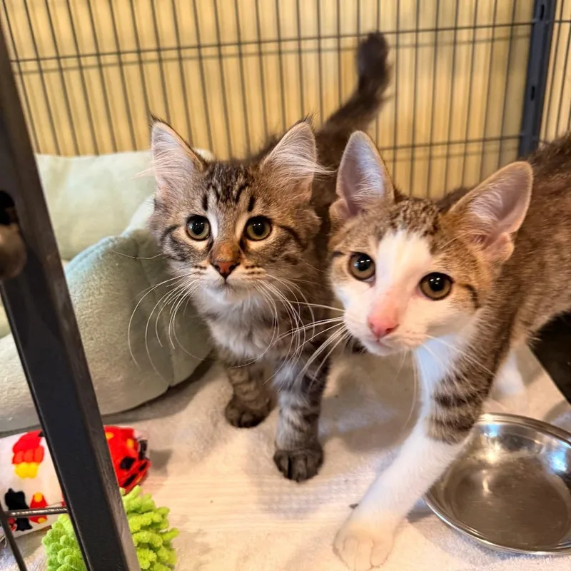 A baby small-sized female Brown / Chocolate Domestic Short Hair cat named Taylor for adoption in Saint Charles, MO