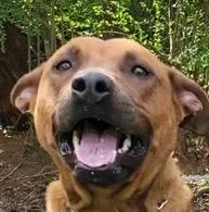 A young medium-sized female Terrier dog named Cinnamon for adoption in Brookhaven, MS