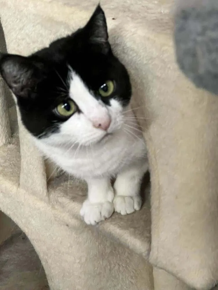 Tinkerbell thumbnail 2