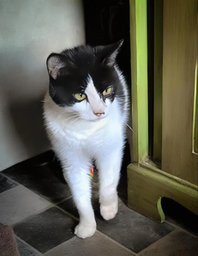 Tinkerbell thumbnail 3