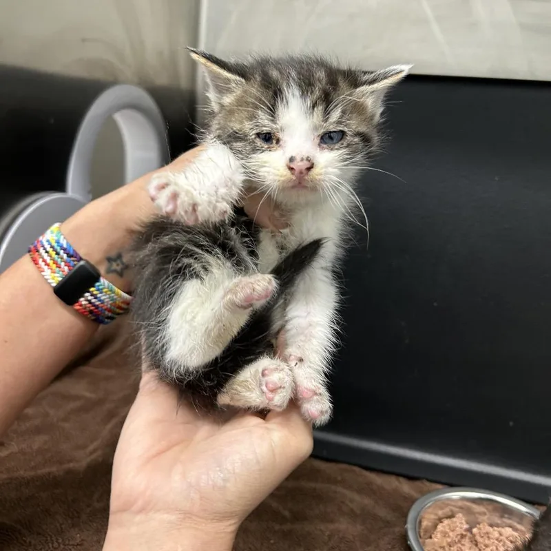 A baby small-sized male Brown / Chocolate Domestic Short Hair cat named Sesame for adoption in Morganton, NC