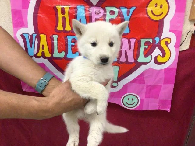 A baby small-sized male Siberian Husky dog named Balto for adoption in Riverside, CA