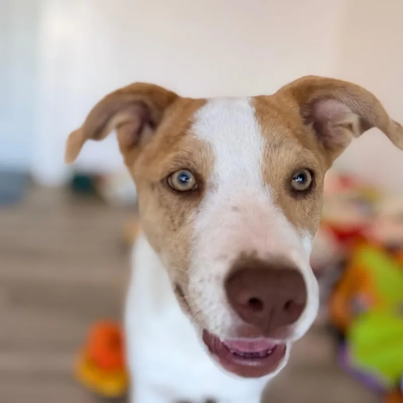 A baby medium-sized female Yellow / Tan / Blond / Fawn Catahoula Leopard Dog dog named Lucia for adoption in Green Bay, WI