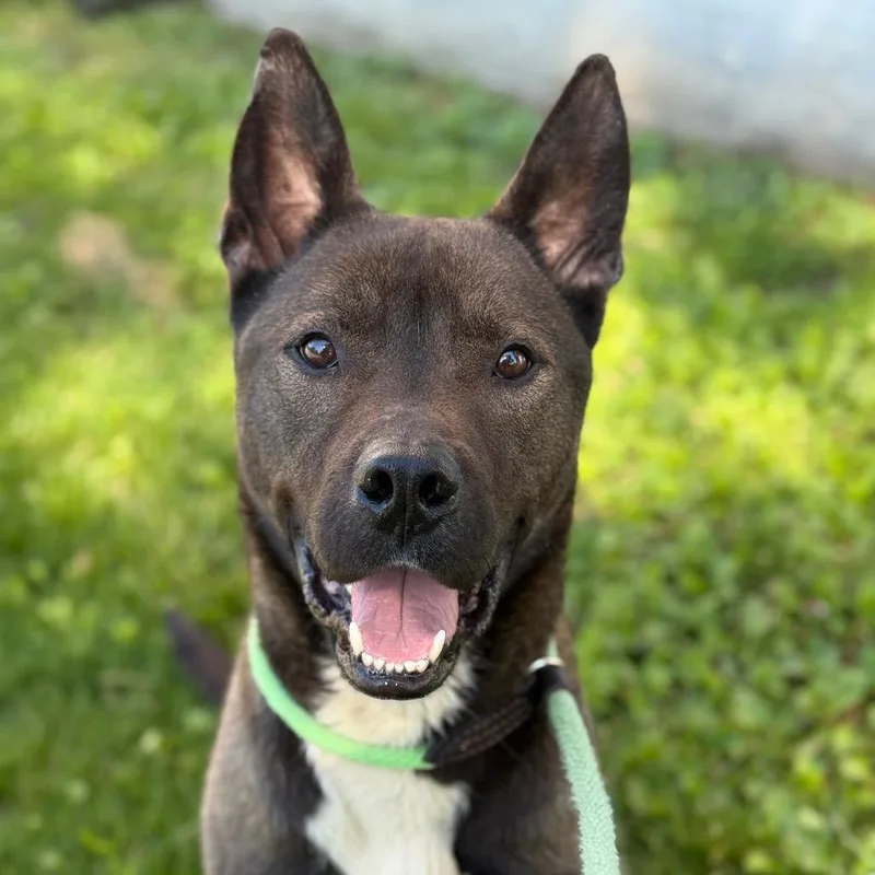 An adult large-sized male Brown / Chocolate Akita dog named "Groot" for adoption in Perkiomenville, PA