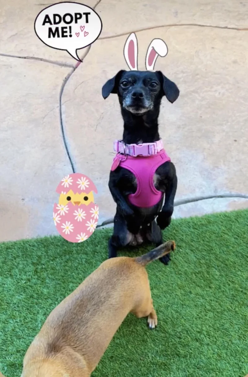 A senior small-sized female Black Chihuahua dog named Trudy for adoption in West Hollywood, CA