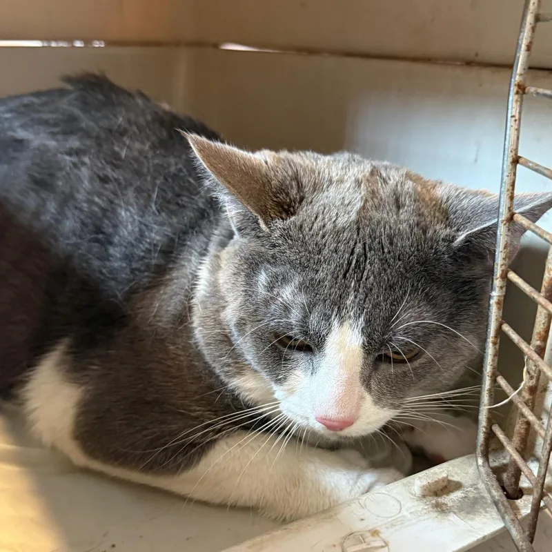 An adult large-sized male Gray / Blue / Silver Domestic Short Hair cat named Momo for adoption in Charlottesville, VA