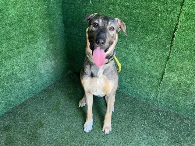 A young large-sized male German Shepherd Dog dog named A for adoption in Lancaster, CA