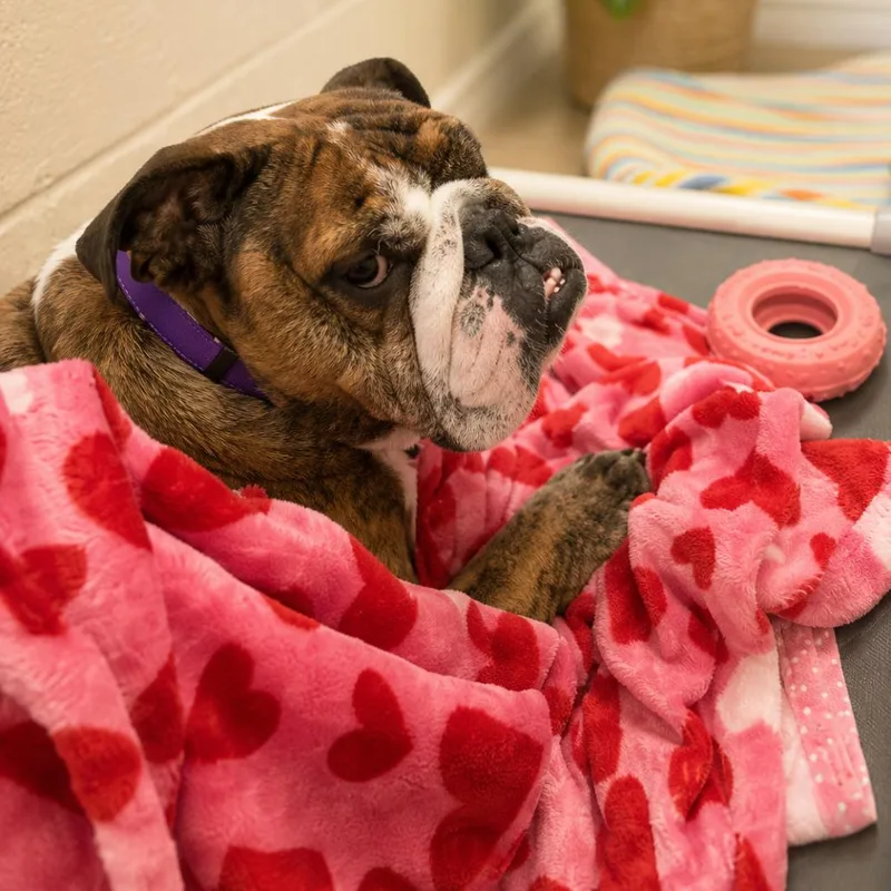 A senior medium-sized female Brindle English Bulldog dog named Delilah for adoption in Hopkinton, MA