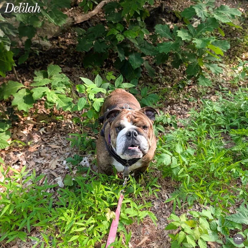 Delilah thumbnail 3