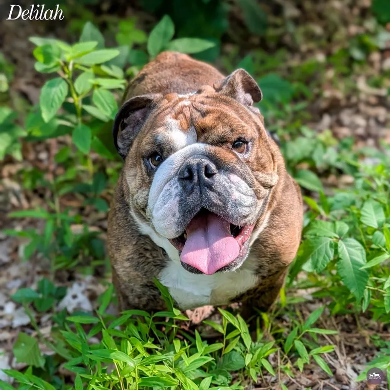 Delilah thumbnail 4
