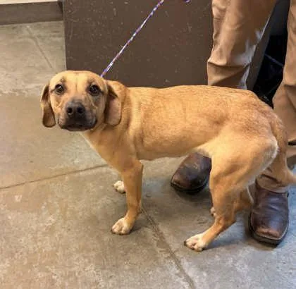 An adult medium-sized female Labrador Retriever dog named Eliza for adoption in Bowling Green, KY