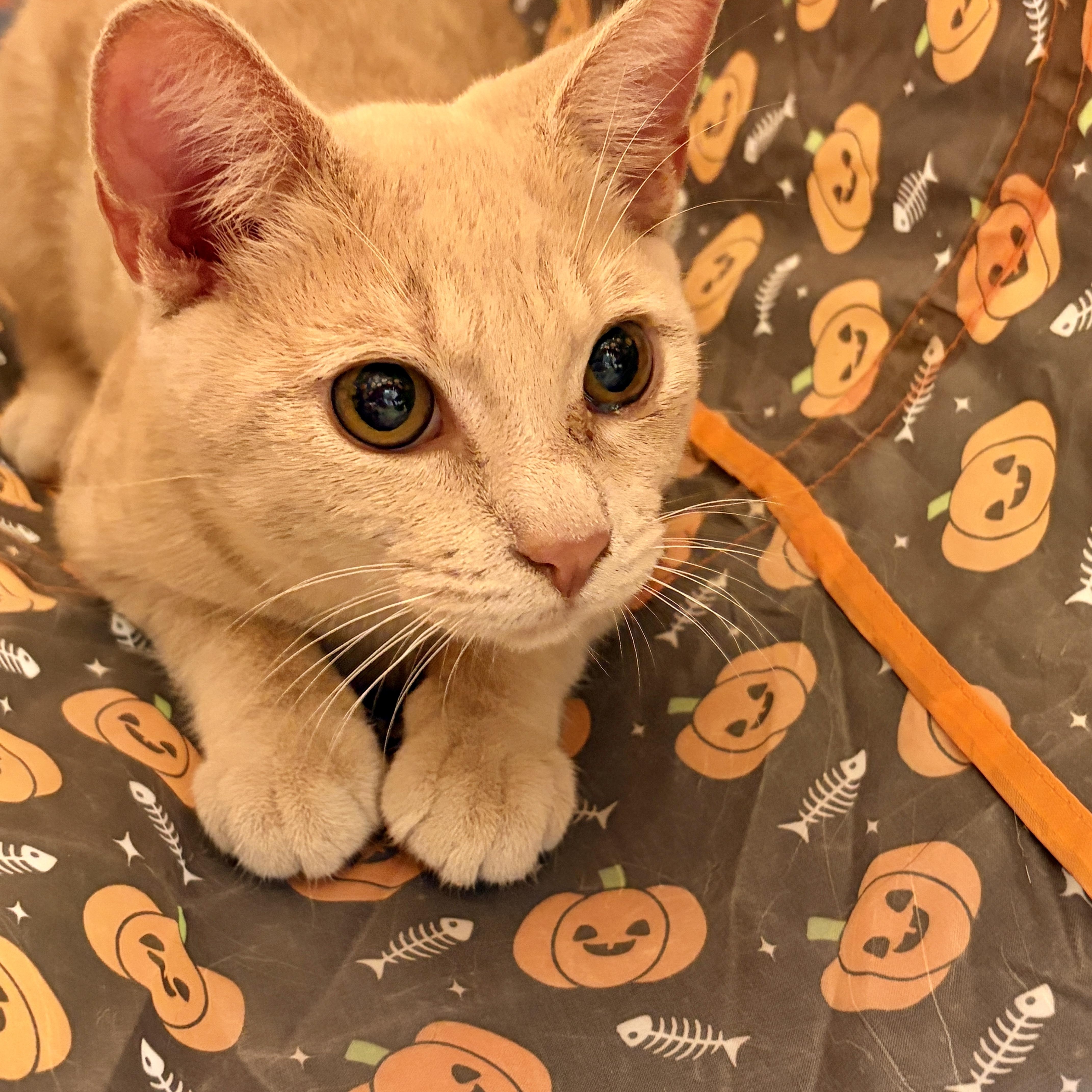 A baby medium-sized male Tabby (Orange / Red) Domestic Short Hair cat named Oliver Stone for adoption in Richmond, VA