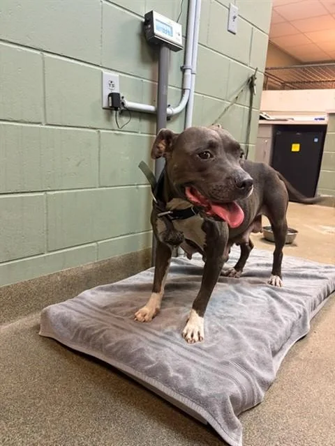 A young medium-sized female Mixed Breed dog named Honey for adoption in Jacksonville, FL