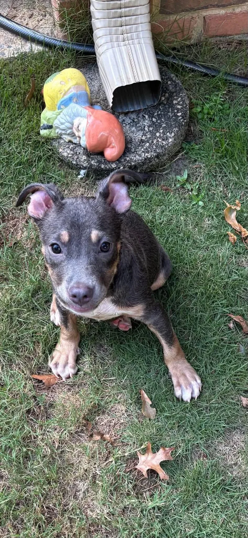 A baby medium-sized female Pit Bull Terrier dog named Nine by Nine for adoption in Crystal Lake, IL