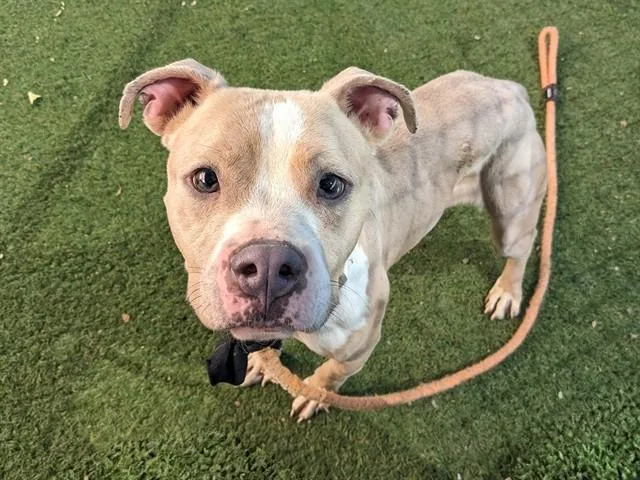 An adult large-sized female Pit Bull Terrier dog named Almond for adoption in Phoenix, AZ