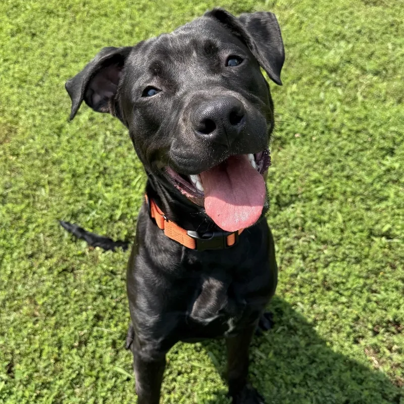 A young large-sized male Labrador Retriever dog named Toro for adoption in Manassas, VA