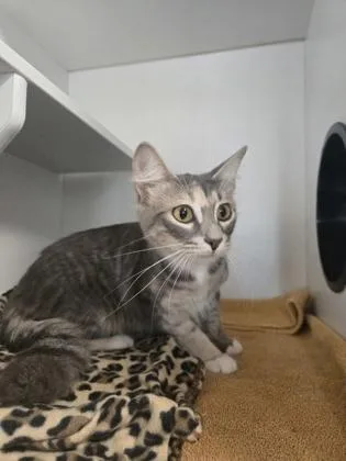 An adult small-sized female Domestic Short Hair cat named Starbucks for adoption in Savannah, GA