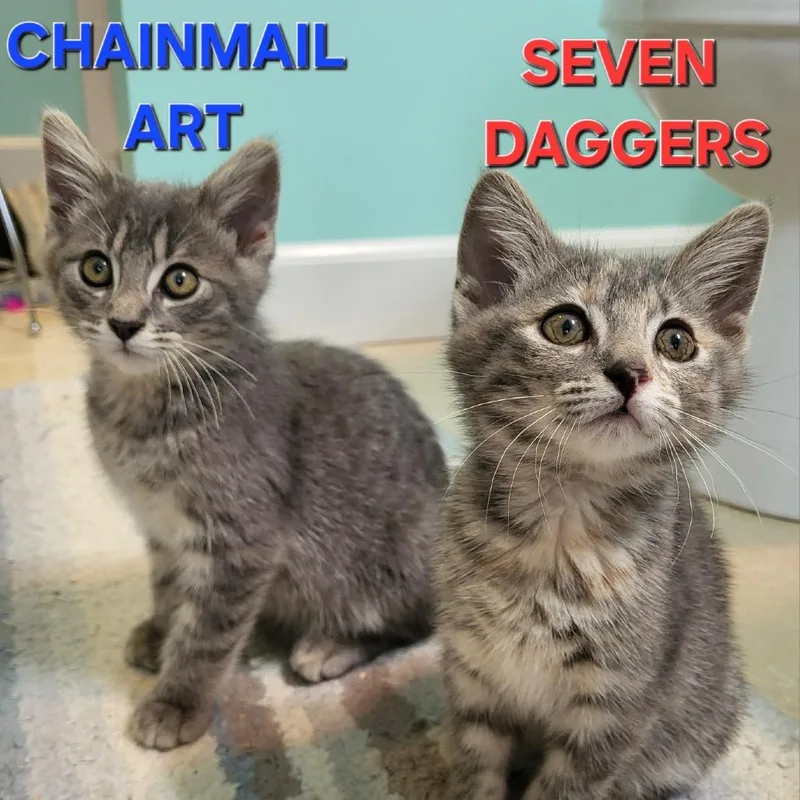 A baby small-sized male Gray / Blue / Silver Domestic Short Hair cat named Chainmail Art for adoption in Fredericksburg, VA