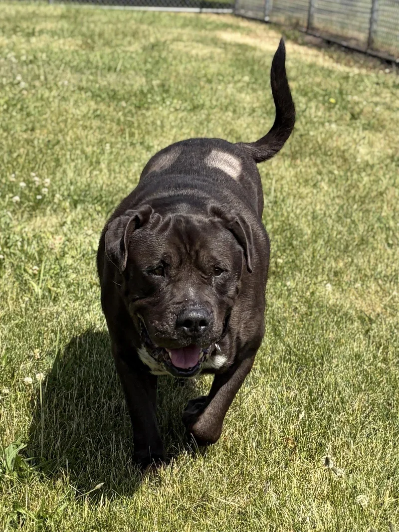 An adult extra large-sized male Mastiff dog named King for adoption in Jefferson, WI