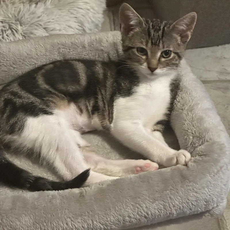 A young medium-sized female Tabby (Gray / Blue / Silver) Domestic Short Hair cat named Little Bit for adoption in Tuttle, OK