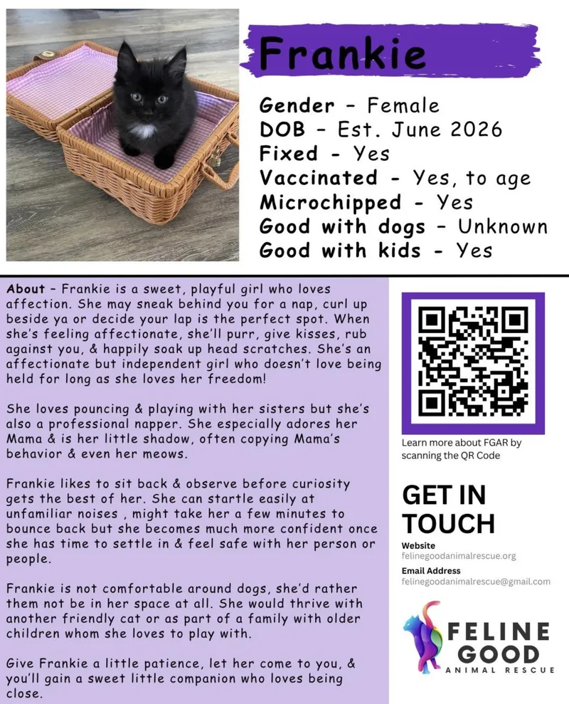 A baby medium-sized female Domestic Long Hair cat named Frankie for adoption in Eugene, OR
