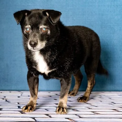 Guido Vito thumbnail 3