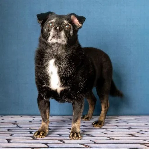 Guido Vito thumbnail 4