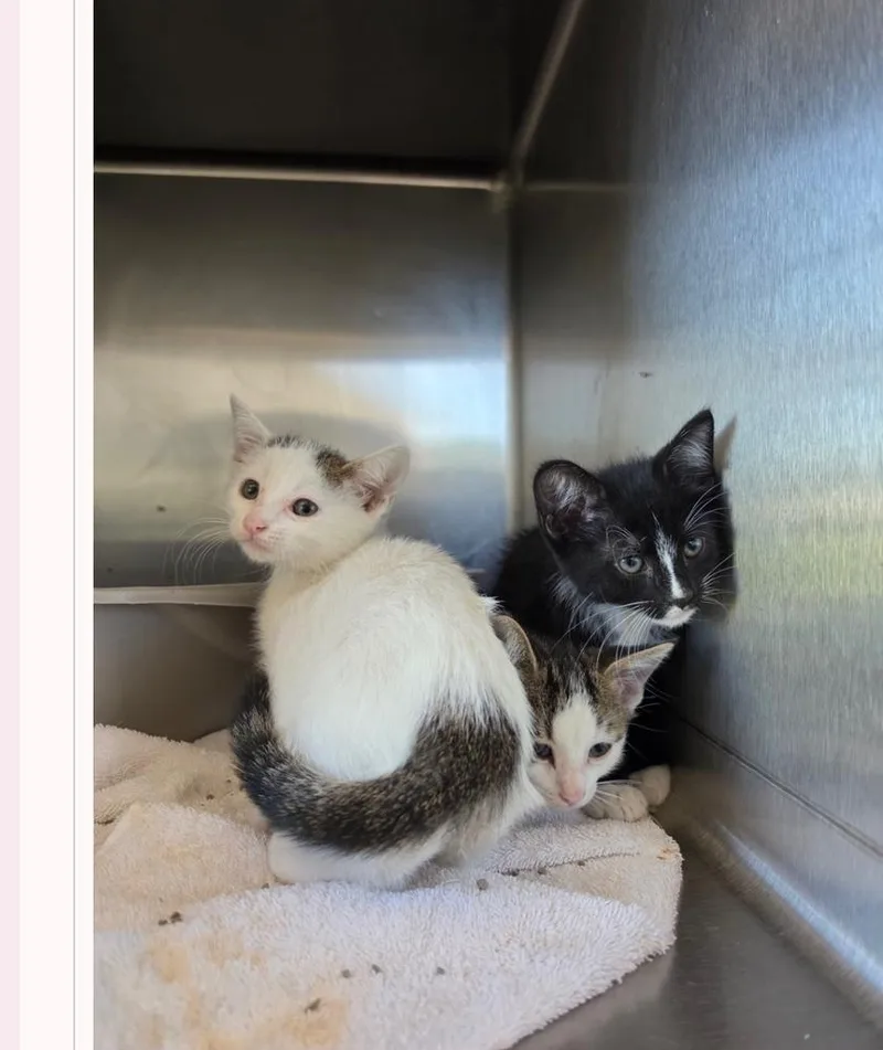 A baby small-sized male Black & White / Tuxedo Domestic Short Hair cat named PokemonQ for adoption in Metamora, IL