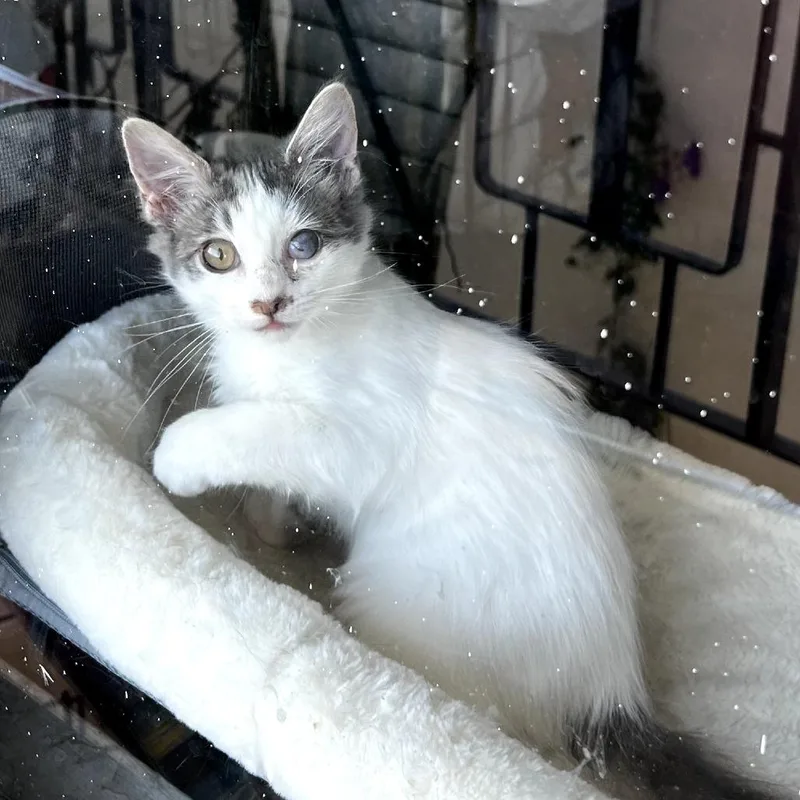 A baby small-sized female White Domestic Medium Hair cat named Tuuli for adoption in Long Beach, CA