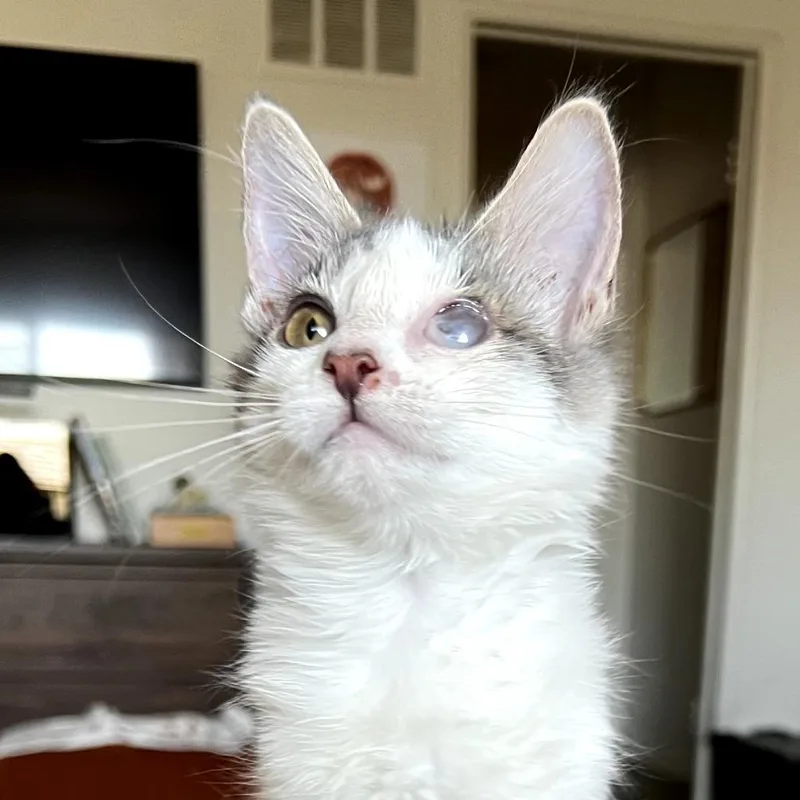 Tuuli thumbnail 3